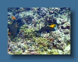 Helengeli 361